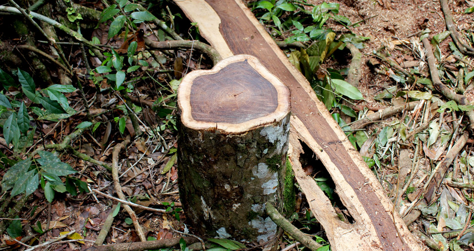 Rosewood logging - Maximiliano Caal