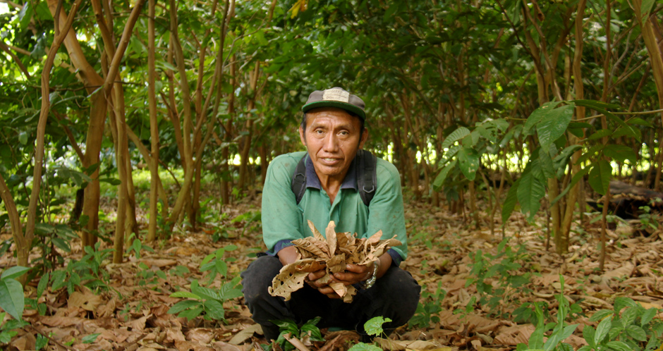 Farmer Mateo holding leaves in Inga alley cropping plot
