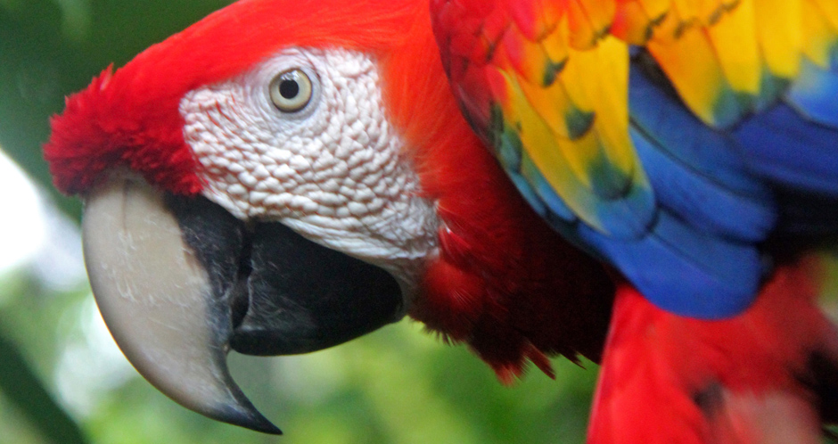 Scarlet Macaw - Maximiliano Caal