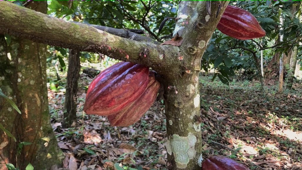 Trinitario cacao at Belize's first agroforestry concession - Maximiliano Caal