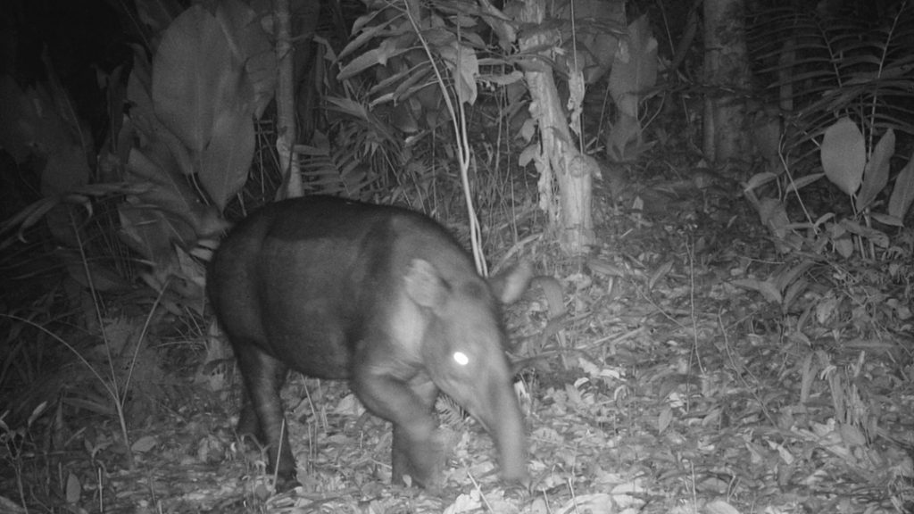 Baird's tapir strolling by a camera at concession - Ya'axche