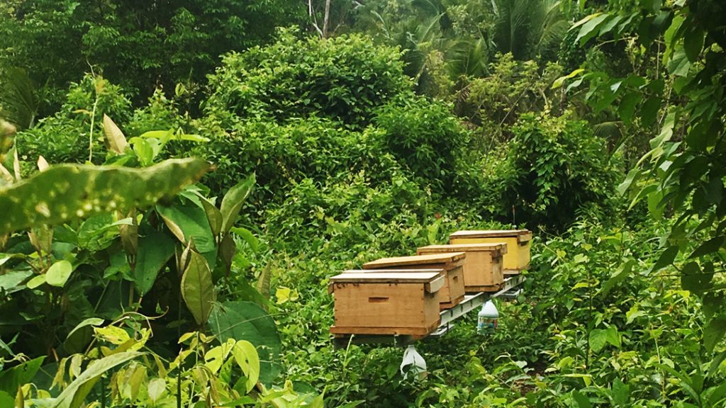 I. Introduction to Beekeeping and Agroforestry